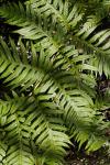 : - Woodwardia unigemmata