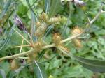 Dornige Spitzklette - Xanthium spinosum