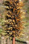 : - Xanthorrhoea macronema