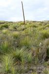 : - Xanthorrhoea resinosa