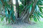 : - Yucca elephantipes