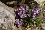 Quirl- Glockenblume - Campanula speciosa