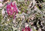 : - Astragalus incanus
