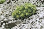 :-Cirsium glabrum