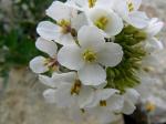 Raukenähnlicher Doppelsame - Diplotaxis erucoides