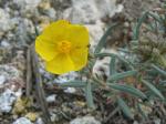 : - Helianthemum syriacum