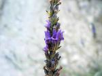Breitblättriger Lavendel - Lavandula latifolia