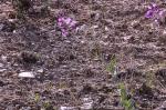 : - Moricandia moricandioides