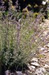 : - Nepeta amethystina