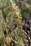 Ohnhorn - Orchis anthropophora