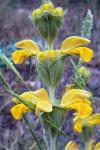 : - Phlomis lychnitis