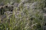 :-Stipa parviflora