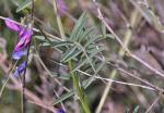 : - Vicia monantha