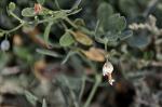Bohnenähnliches Jochblatt - Zygophyllum fabago