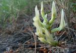Mönipelgarder Tragant - Astragalus monspessulanus