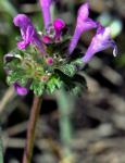 : - Lamium amplexicaule var. amplexicaule