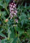 Kleinblütiges Knabenkraut - Neotinea ustulata