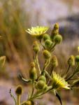 Ganzblatt-Andryala - Andryala integrifolia
