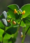 Skorpionsschwanzfrüchtige Kronenwicke - Coronilla scorpioides