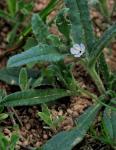 Blaues Mönchskraut - Nonea micrantha