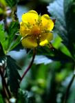 Kriechendes Fingerkraut - Potentilla reptans