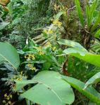 : - Oncidium lineoligerum