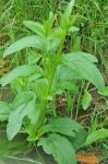 Wasser-Braunwurz - Scrophularia auriculata