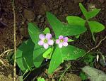Breitblättriger Sauerklee - Oxalis latifolia