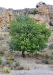 Europäischer Zürgelbaum - Celtis australis