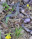 Wiesen-Wachtelweizen - Melampyrum pratense
