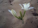 Dünen-Trichternarzisse - Pancratium maritimum