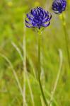 Kugelige Teufelskralle - Phyteuma orbiculare