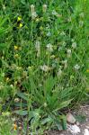 Spitzwegerich-Plantago lanceolata