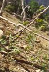 Hasenlattich - Prenanthes purpurea