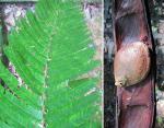 : - Pentaclethra macroloba