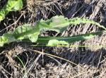 : - Scorzonera hispanica subsp. crispatula