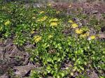 : - Senecio angulatus