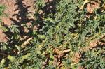 Westamerikanischer Amarant - Amaranthus blitoides