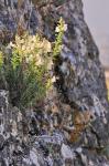 : - Antirrhinum pulverulentum