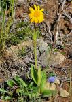 Arnika - Arnica montana