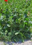 Rote Rübe - Beta vulgaris