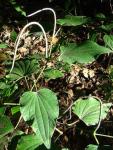 : - Piper marginatum
