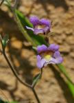 Kleiner Orant - Chaenorhinum origanifolium