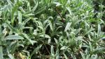 Filziges Hornkraut - Cerastium tomentosum