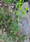 Mandelblättrige Wolfsmilch - Euphorbia amygdaloides