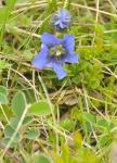 Alpen-Enzian - Gentiana alpina