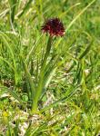 : - Gymnadenia austriaca
