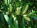: - Podocarpus matudae
