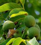 Echte Walnuss - Juglans regia
