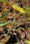 : - Leucanthemopsis pallida